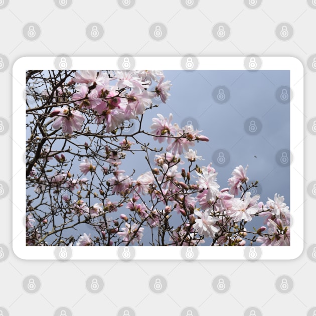 Spring Time Pink Blossoms Photography Sticker by Tenpmcreations